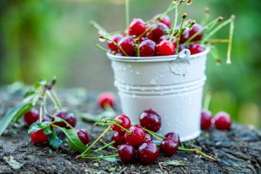 Taze kirazlar kasede. Olgun kırmızı kiraz yığınının yakın görüntüsü. Bahçede kırmızı meyveler.