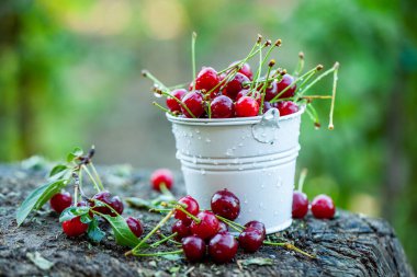 Taze kirazlar kasede. Olgun kırmızı kiraz yığınının yakın görüntüsü. Bahçede kırmızı meyveler.