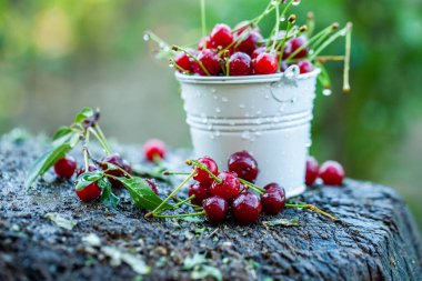 Taze kirazlar kasede. Olgun kırmızı kiraz yığınının yakın görüntüsü. Bahçede kırmızı meyveler.