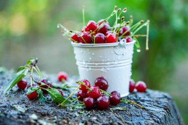 Taze kirazlar kasede. Olgun kırmızı kiraz yığınının yakın görüntüsü. Bahçede kırmızı meyveler.