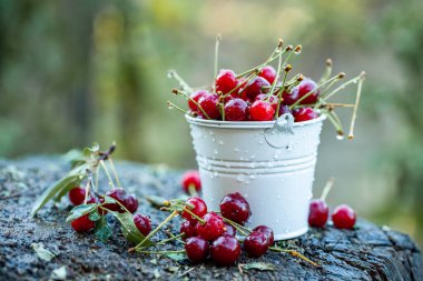 Taze kirazlar kasede. Olgun kırmızı kiraz yığınının yakın görüntüsü. Bahçede kırmızı meyveler.