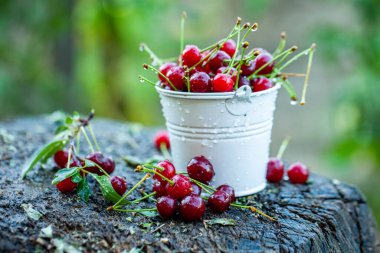 Taze kirazlar kasede. Olgun kırmızı kiraz yığınının yakın görüntüsü. Bahçede kırmızı meyveler.