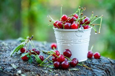 Taze kirazlar kasede. Olgun kırmızı kiraz yığınının yakın görüntüsü. Bahçede kırmızı meyveler.