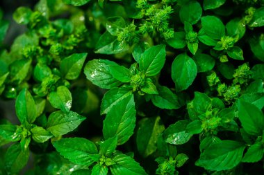 Nane yaprakları arka plan. Bahçede yetişen yeşil nane. 