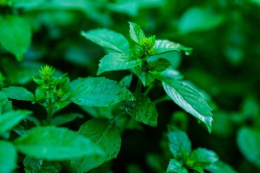 Nane yaprakları arka plan. Bahçede yetişen yeşil nane. 