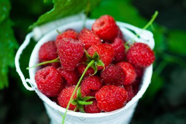 Sepette taze ahududu. Bahçede böğürtlen. Organik sağlıklı yiyecekler. Meyveler.
