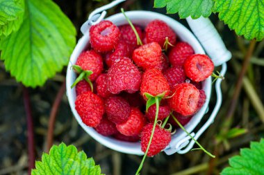 Sepette taze ahududu. Bahçede böğürtlen. Organik sağlıklı yiyecekler. Meyveler.