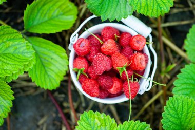 Sepette taze ahududu. Bahçede böğürtlen. Organik sağlıklı yiyecekler. Meyveler.