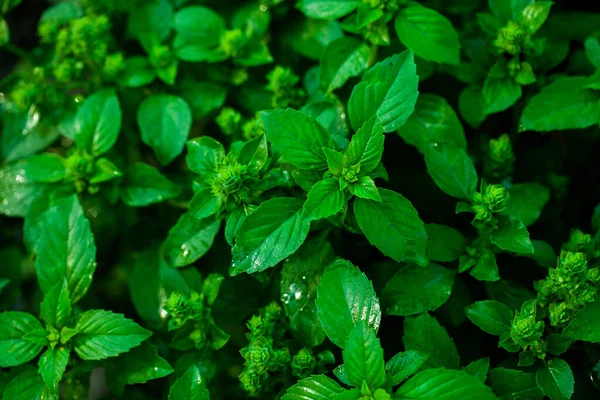 Menta Deja Fondo Crecimiento Menta Verde Jardín —  Fotos de Stock