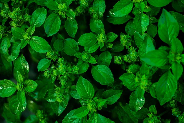 Minze Hinterlässt Spuren Grüne Minze Wächst Garten — Stockfoto