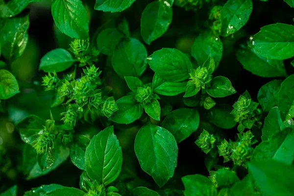 Minze Hinterlässt Spuren Grüne Minze Wächst Garten — Stockfoto