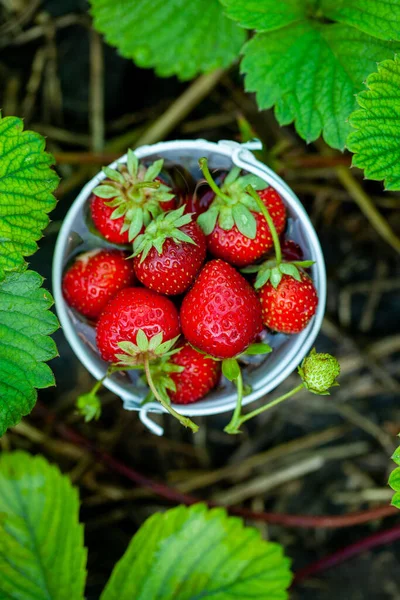 Verse Aardbeien Tuin Biologisch Voedsel Gezonde Bessen Een Kom Rood — Stockfoto