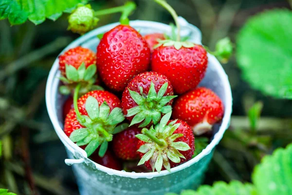 Fresh Strawberries Garden Organic Food Healthy Berries Bowl Red Fruits Stock Photo