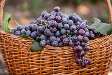 Siyah üzüm sepeti. Kırmızı şarap üzümleri. Fransız üzüm bağı..