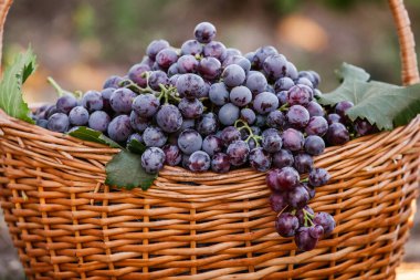 Siyah üzüm sepeti. Kırmızı şarap üzümleri. Fransız üzüm bağı..