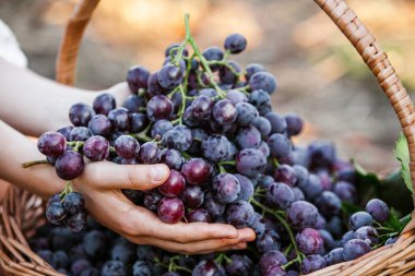 Siyah üzüm sepeti. Kırmızı şarap üzümleri. Fransız üzüm bağı..
