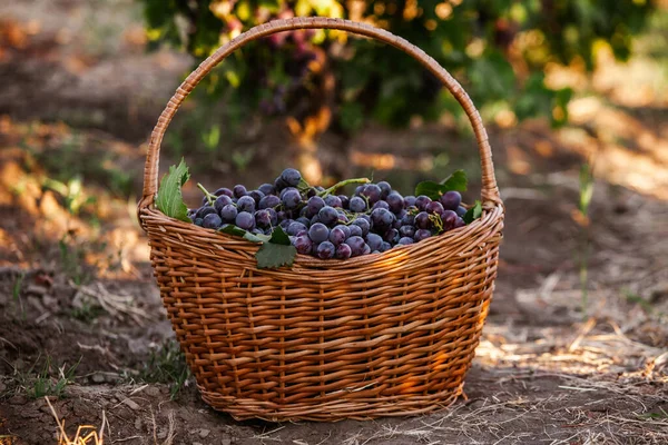 Fekete Szőlő Kosár Vörösbor Szőlő Francia Szőlőültetvény — Stock Fotó