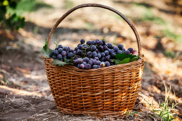 Czarny Kosz Winogron Czerwone Winogrona Francuska Winnica — Zdjęcie stockowe