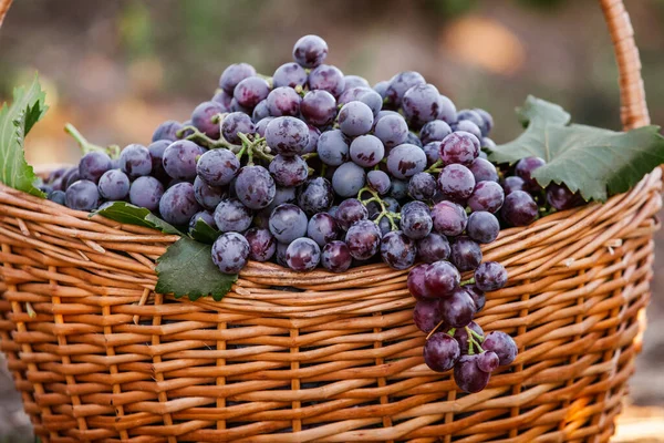 Czarny Kosz Winogron Czerwone Winogrona Francuska Winnica — Zdjęcie stockowe