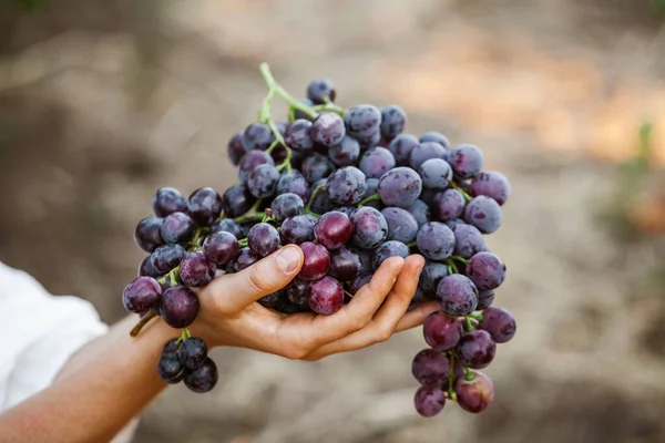 Korb Mit Schwarzen Trauben Rotweintrauben Französischer Weinberg — Stockfoto