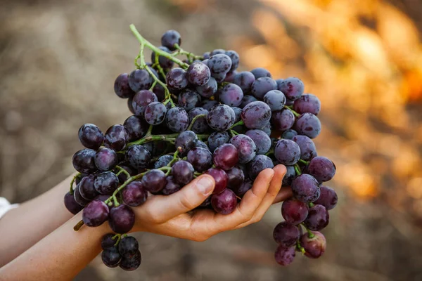 Black Grapes Basket Red Wine Grapes French Vineyard — Stock Photo, Image