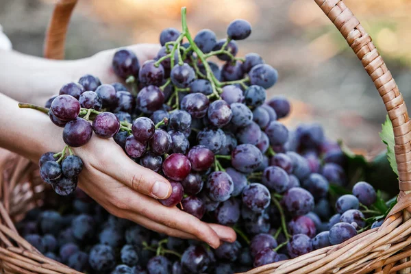 ブラックブドウバスケット 赤ワインブドウ フランスのブドウ畑 — ストック写真