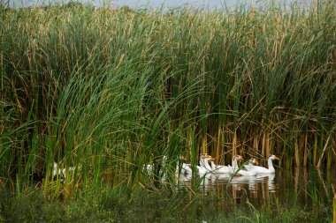 Beyaz kaz. Yüzen Kazlar. Evcil kazlar gölette yüzer. Nehirdeki kaz sürüsü