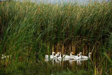 Beyaz kaz. Yüzen Kazlar. Evcil kazlar gölette yüzer. Nehirdeki kaz sürüsü