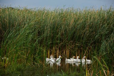 Beyaz kaz. Yüzen Kazlar. Evcil kazlar gölette yüzer. Nehirdeki kaz sürüsü