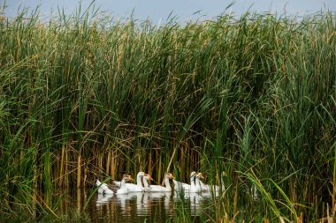 Beyaz kaz. Yüzen Kazlar. Evcil kazlar gölette yüzer. Nehirdeki kaz sürüsü