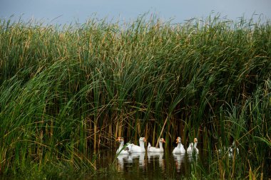 Beyaz kaz. Yüzen Kazlar. Evcil kazlar gölette yüzer. Nehirdeki kaz sürüsü