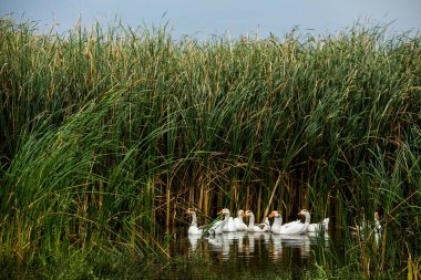 Beyaz kaz. Yüzen Kazlar. Evcil kazlar gölette yüzer. Nehirdeki kaz sürüsü