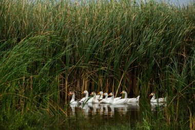 Beyaz kaz. Yüzen Kazlar. Evcil kazlar gölette yüzer. Nehirdeki kaz sürüsü