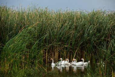 Beyaz kaz. Yüzen Kazlar. Evcil kazlar gölette yüzer. Nehirdeki kaz sürüsü