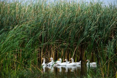 Beyaz kaz. Yüzen Kazlar. Evcil kazlar gölette yüzer. Nehirdeki kaz sürüsü