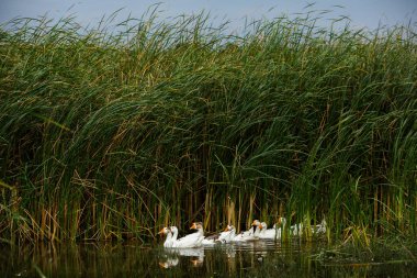Beyaz kaz. Yüzen Kazlar. Evcil kazlar gölette yüzer. Nehirdeki kaz sürüsü