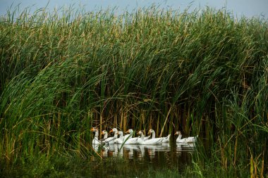 Beyaz kaz. Yüzen Kazlar. Evcil kazlar gölette yüzer. Nehirdeki kaz sürüsü