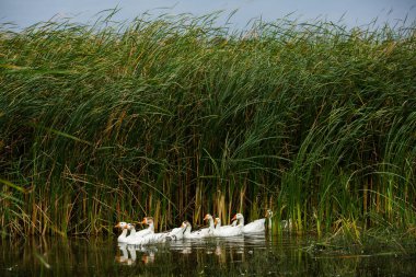 Beyaz kaz. Yüzen Kazlar. Evcil kazlar gölette yüzer. Nehirdeki kaz sürüsü