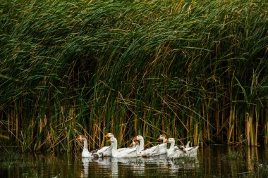 Beyaz kaz. Yüzen Kazlar. Evcil kazlar gölette yüzer. Nehirdeki kaz sürüsü