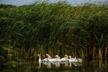 Beyaz kaz. Yüzen Kazlar. Evcil kazlar gölette yüzer. Nehirdeki kaz sürüsü