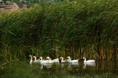 Beyaz kaz. Yüzen Kazlar. Evcil kazlar gölette yüzer. Nehirdeki kaz sürüsü