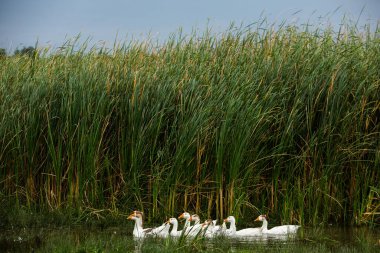 Beyaz kaz. Yüzen Kazlar. Evcil kazlar gölette yüzer. Nehirdeki kaz sürüsü