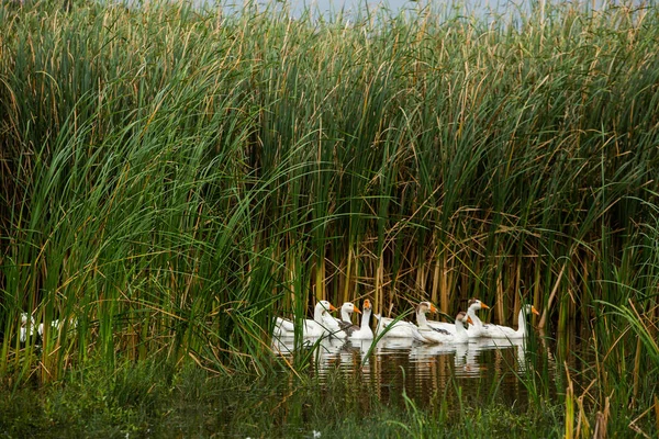 Oie Blanche Oies Nageuses Les Oies Domestiques Nagent Dans Étang — Photo