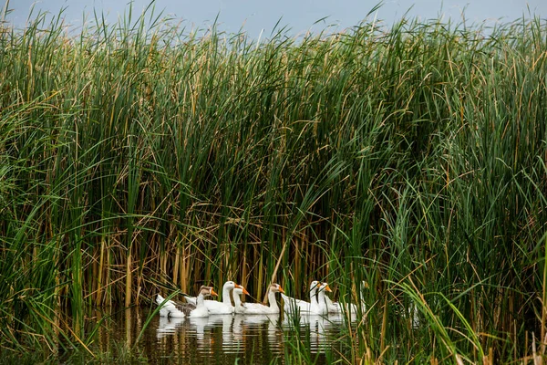 Beyaz kaz. Yüzen Kazlar. Evcil kazlar gölette yüzer. Nehirdeki kaz sürüsü