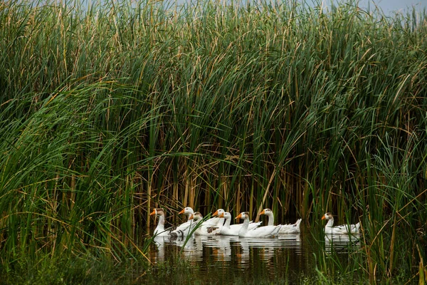 Oie Blanche Oies Nageuses Les Oies Domestiques Nagent Dans Étang — Photo