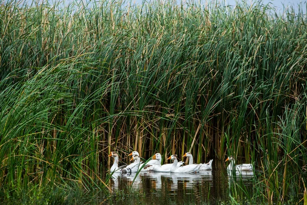 Beyaz kaz. Yüzen Kazlar. Evcil kazlar gölette yüzer. Nehirdeki kaz sürüsü