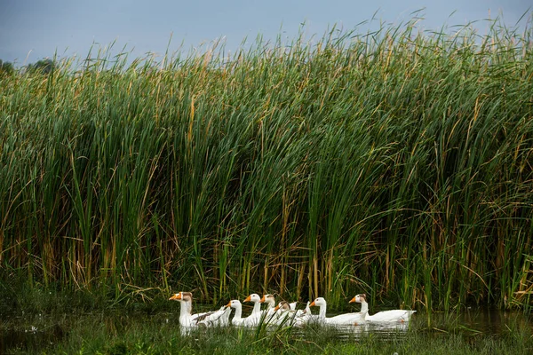 Oie Blanche Oies Nageuses Les Oies Domestiques Nagent Dans Étang — Photo