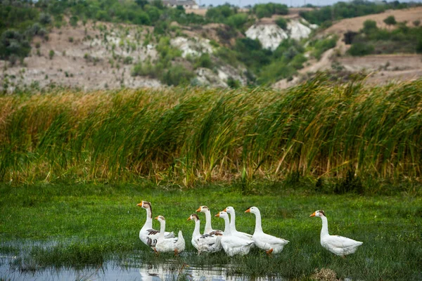 Oie Blanche Oies Nageuses Les Oies Domestiques Nagent Dans Étang — Photo