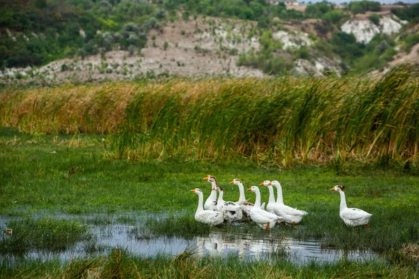 Oie Blanche Oies Nageuses Les Oies Domestiques Nagent Dans Étang — Photo