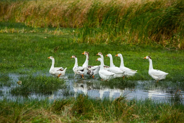 Ganso Branco Gansos Nadadores Gansos Domésticos Nadam Lagoa Rebanho Gansos — Fotografia de Stock